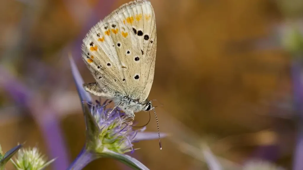 Atlas blue butterfly chromosomes