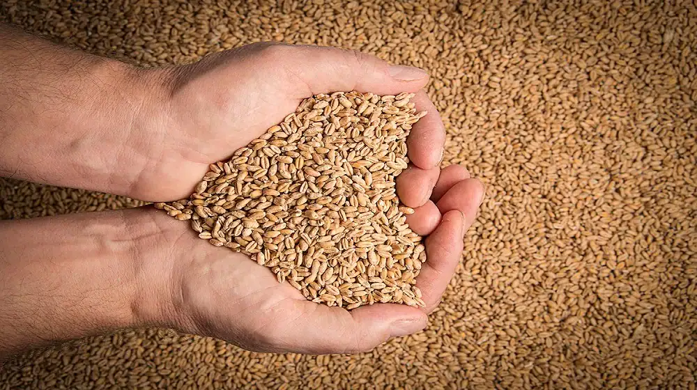 Russian Wheat Export Prices Rise Amid Strong Global Demand Russian Wheat Export Prices Rise Amid Strong Global Demand