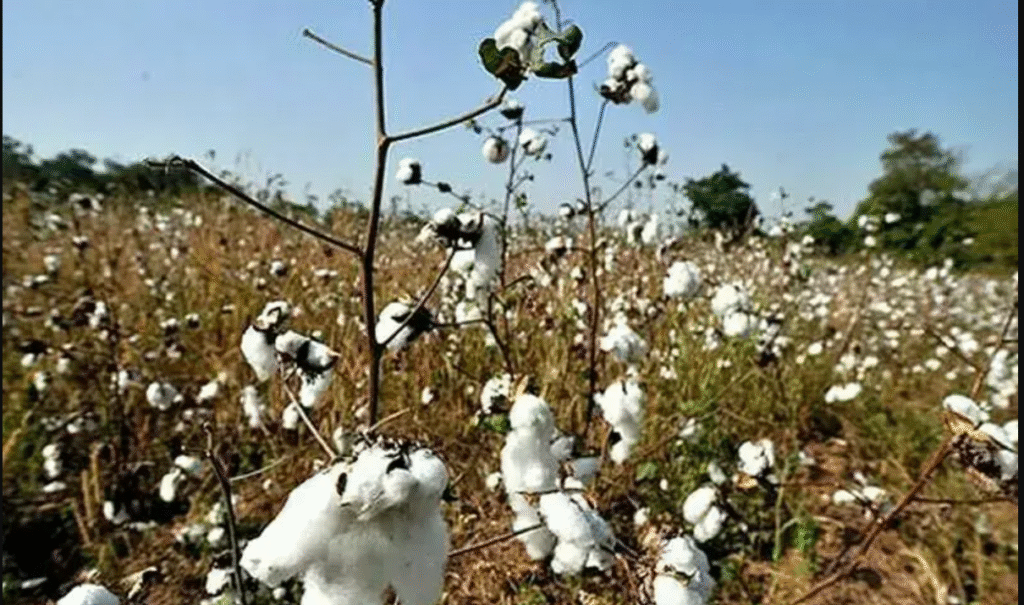 Sindh Cotton Industry Rocked by ‘Burger Cotton’ Scandal cotton adulteration scandal in Sindh