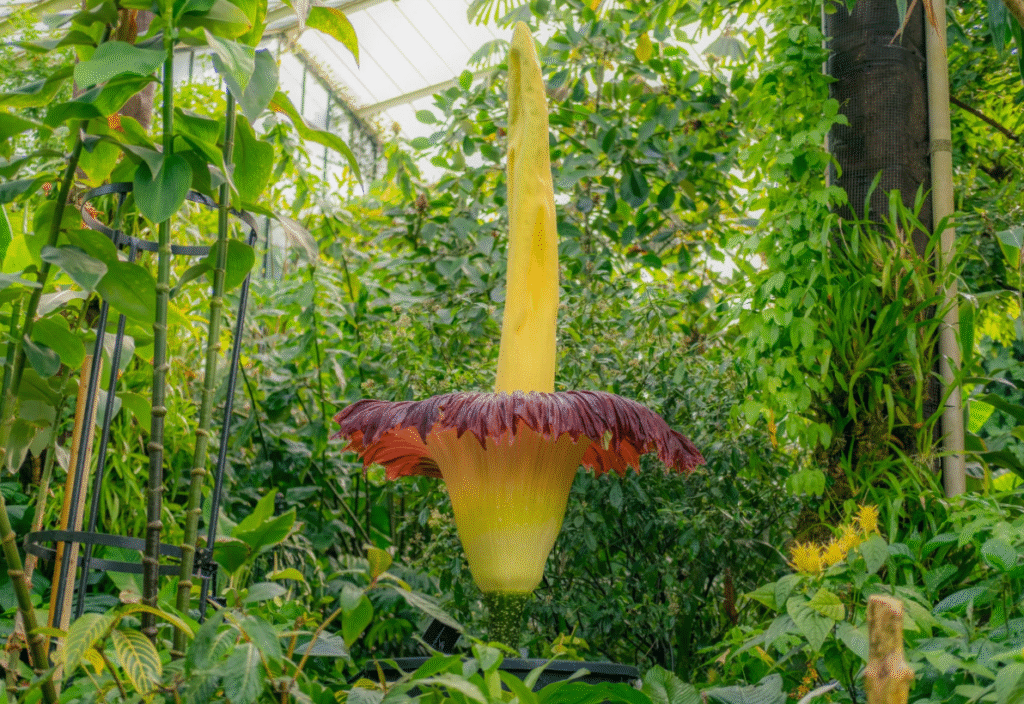 corpse flower stolen in Germany