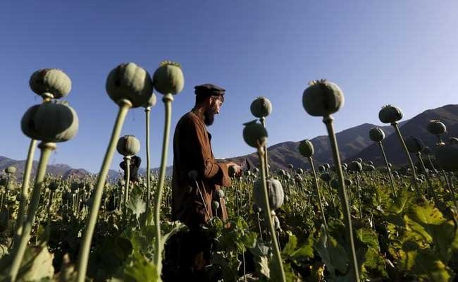 Afghanistan Declared Major Global Hub for Opium Production, UN Report Reveals 19% Surge in Cultivation
