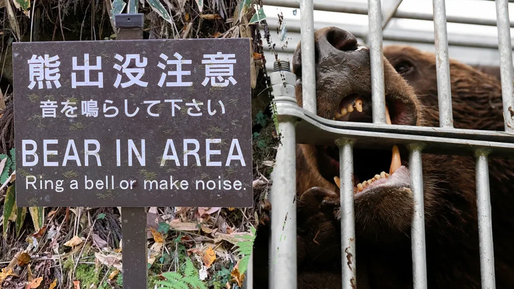 Japan Deploys Troops to Trap Bears After Record Attacks and Deaths