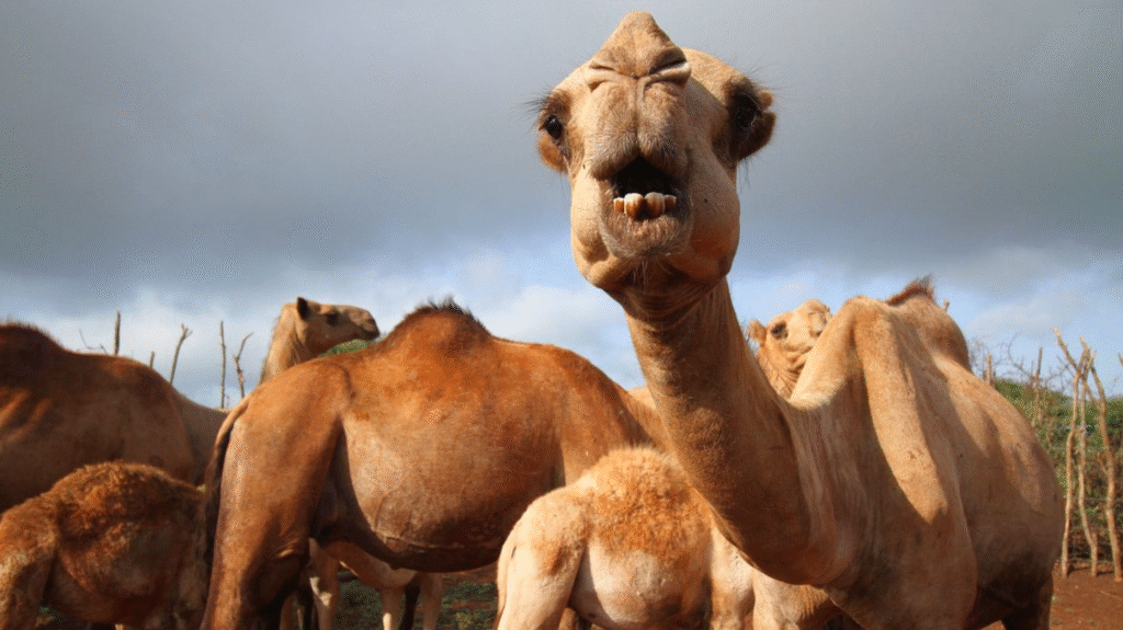 camel disease outbreak