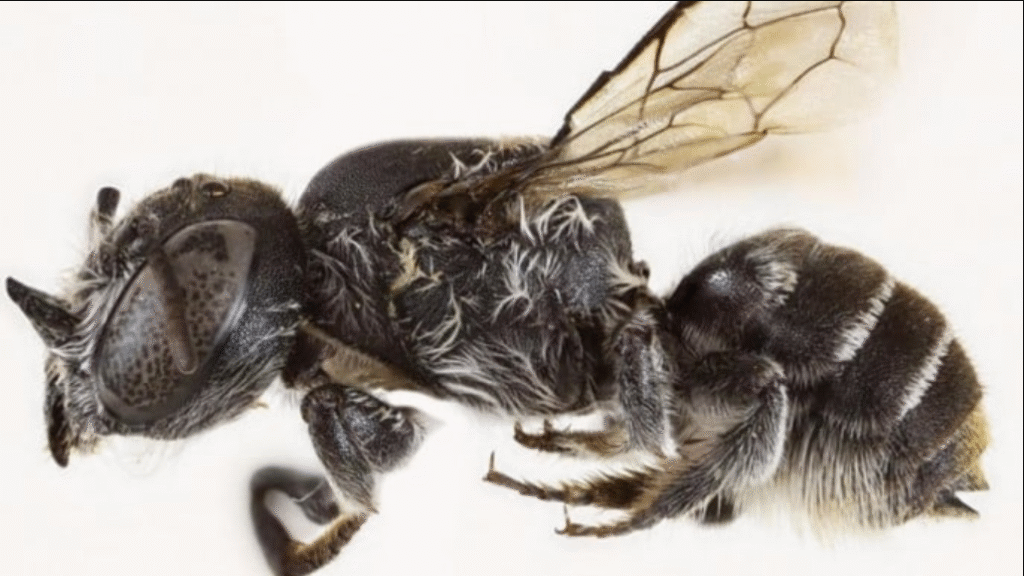 Lucifer bee discovery Australia