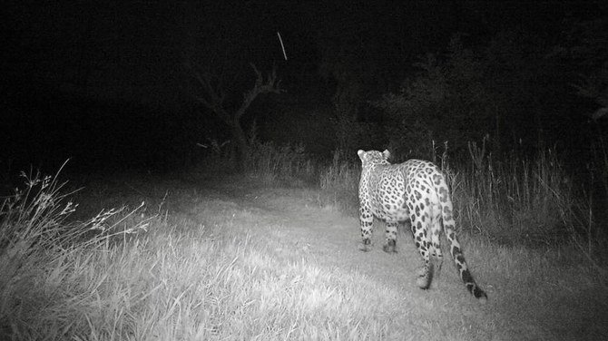 Leopard Spotted at Islamabad University, Wildlife Officials Confirm Presence