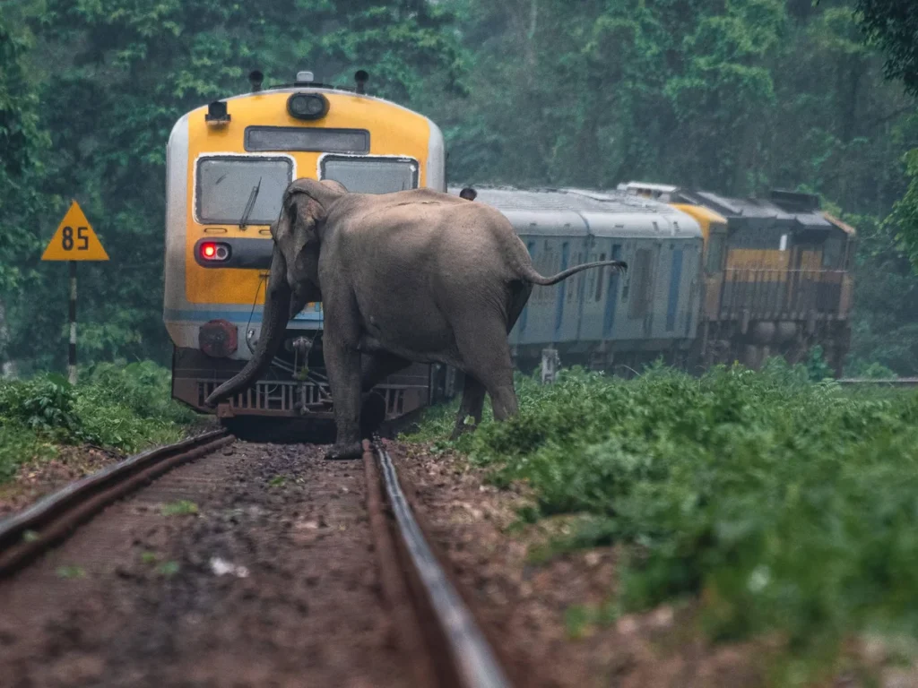 Seven Elephants Killed After Passenger Train Hits Herd in India’s Assam