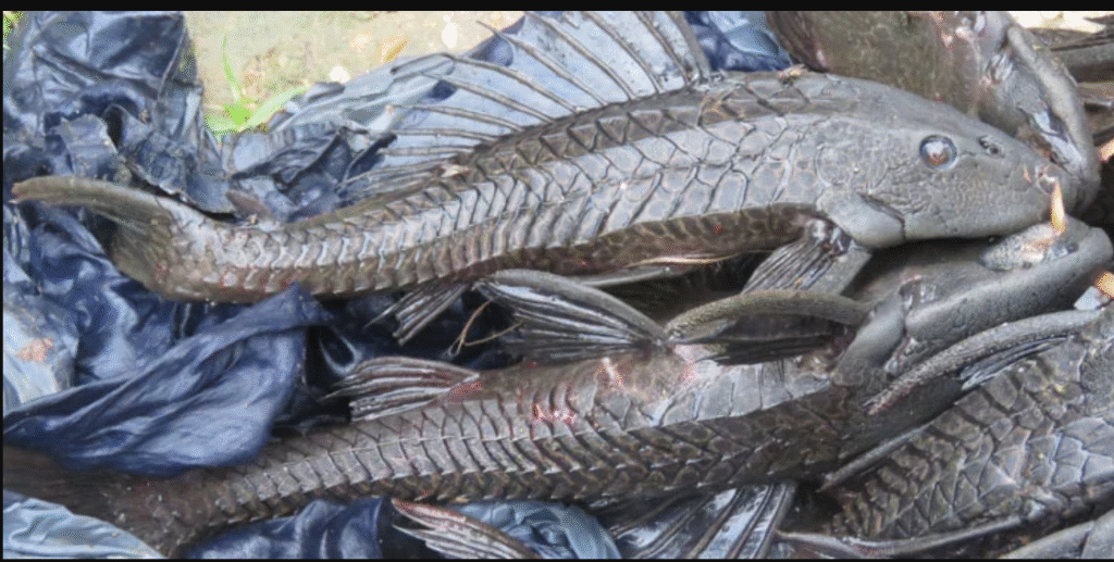 Invasive Amazon sailfin catfish