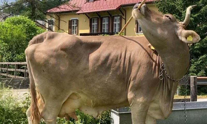 Austrian Cow Uses Tools Like a Pro cow