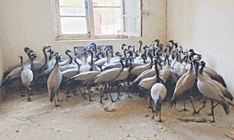 Crane Hunting in Pakistan 2025: Tradition, Migration, and Conservation Challenges crane hunting
