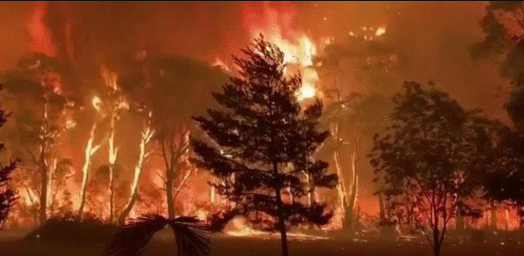 Australia bushfires human remains
