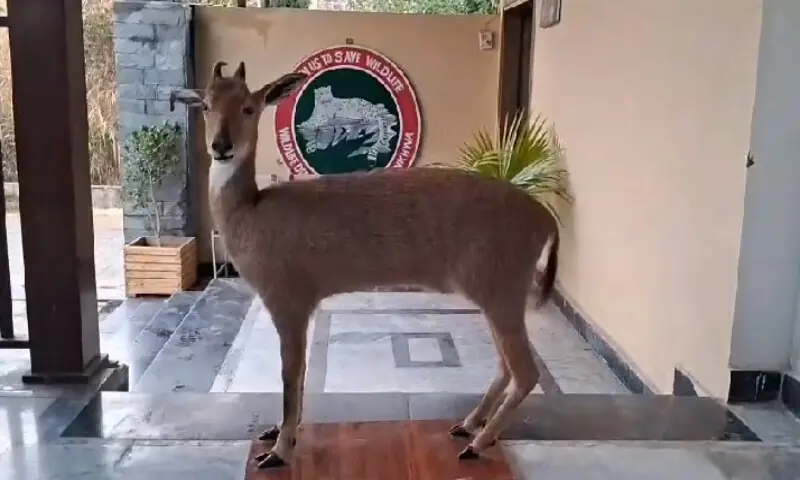 Pakistan Holds First Regulated Goral Trophy Hunt and Fetches $55,000 Pakistan conducts first regulated goral trophy hunt in Torghar, generating funds for community development and promoting sustainable conservation