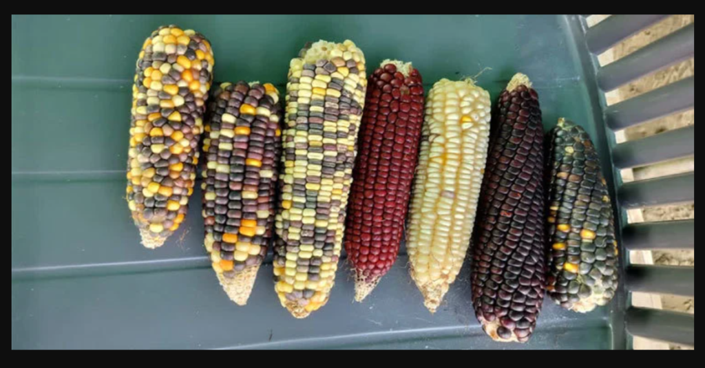 Rajasthan multi-coloured maize innovation