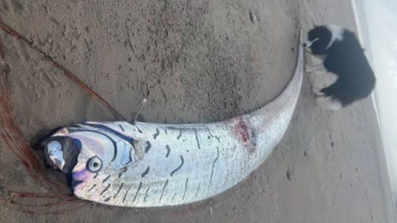 Rare Deep-Sea Oarfish Appear on Mexico Beach, Sparking ‘Doomsday Fish’ Superstition